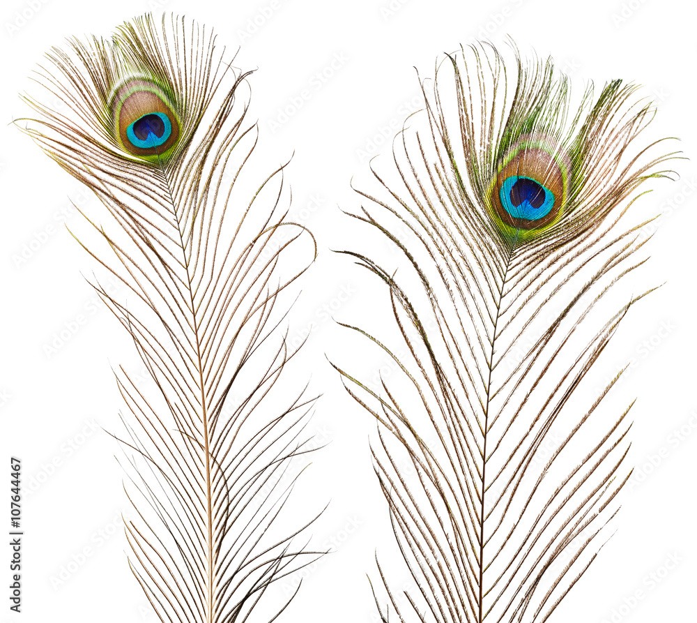Naklejka premium Peacock feathers