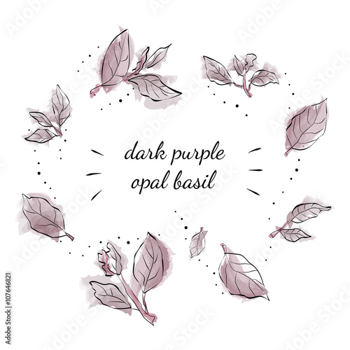 Watercolour leaves of spice dark purple opal basil