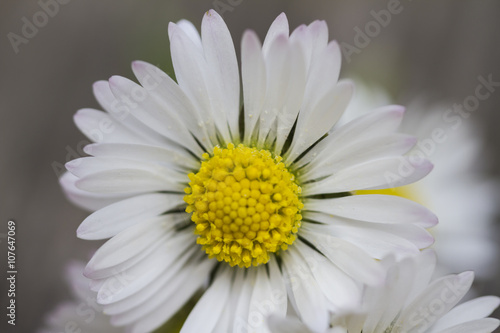 white daisies in spring