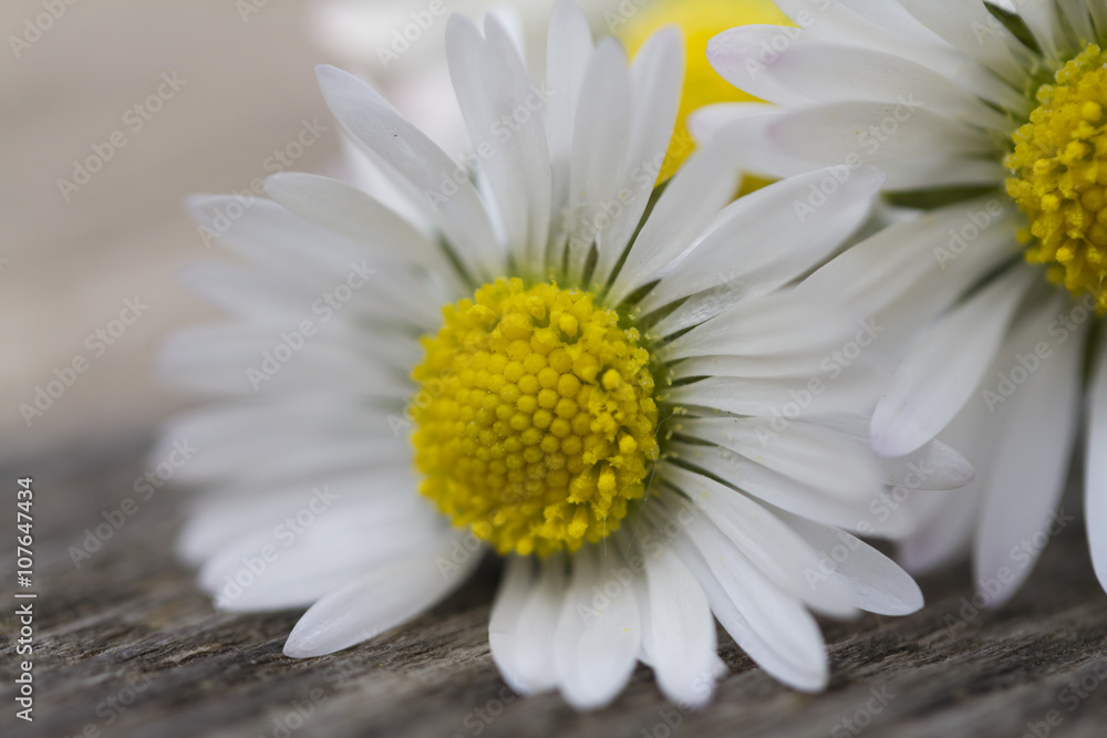 Obraz premium white daisies in spring