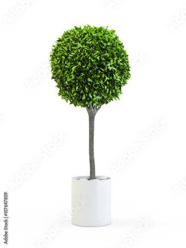 Φωτογραφία Topiary trees in the pot isolated on white background