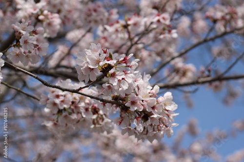 桜の花 © jubipulse