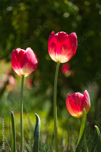 Colorful tulips in the garden on bright summer sun