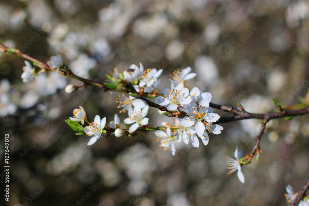 Hawthorn Hawthorn