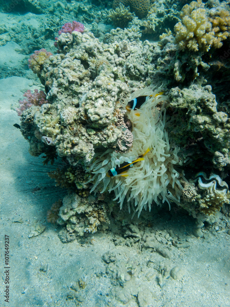 Fototapeta premium zwei Clarks Anemonenfische verstecken sich in einer Seeanemone