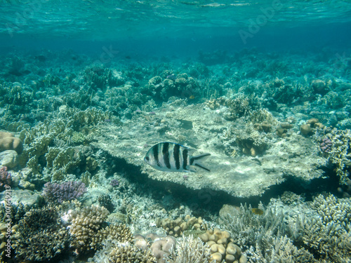 ein Scherensch​wanz-Serga​nt schwimmt in einem Korallenriff