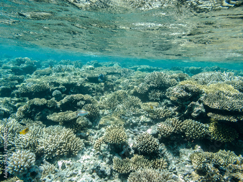 ein wundersch  nes Korallenriff