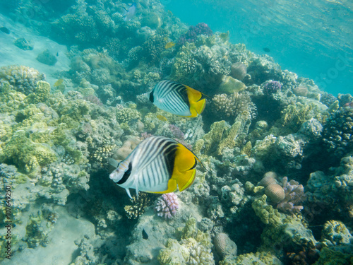 zwei indische Doppelsattel-Falterfische schwimmen in einem Korallenriff
