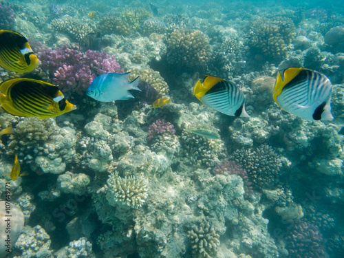zwei Keilfleck-Falterfisch und zwei Tabak-Falterfisch schwimmen in einem Korallenriff