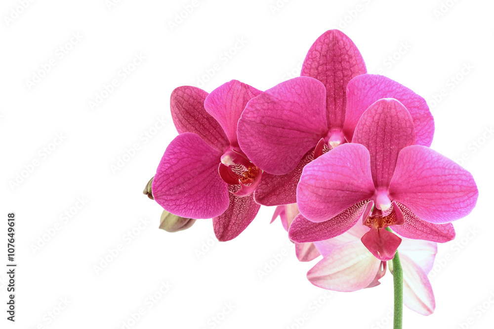 Phalaenopsis orchid flowers isolated on white Phalaenopsis orchid flowers isolated on white