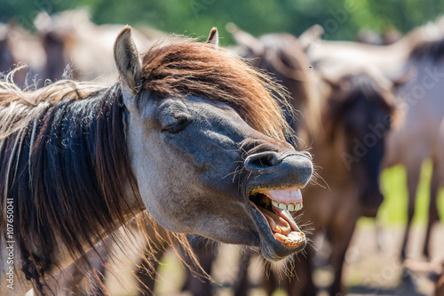 Fototapeta Naklejka Na Ścianę i Meble -  Dülmender Wildpferd