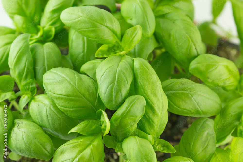 Foglie di basilico Foglie di basilico