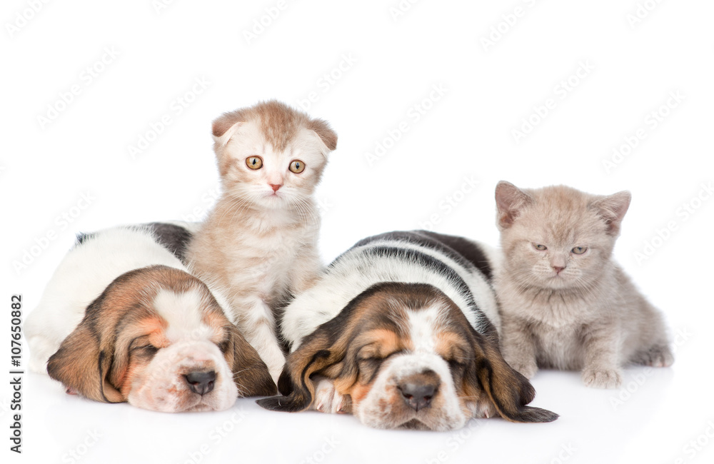 Two sleeping basset hound puppies with kittens. Focus on cat. is