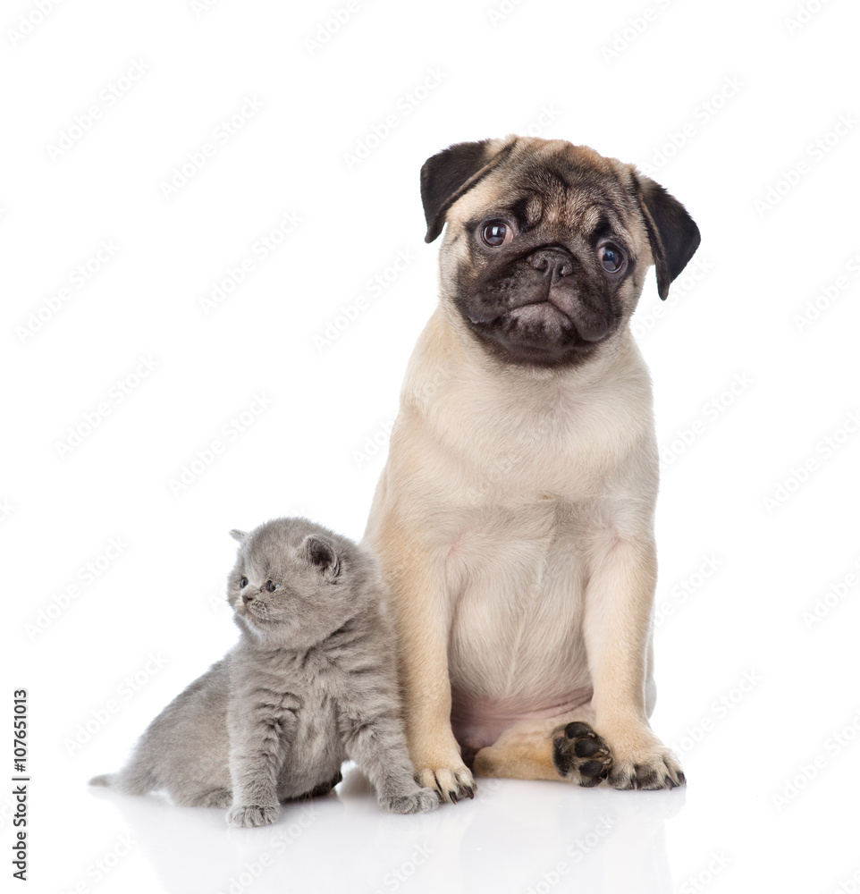 Funny pug puppy sitting with tiny scottish cat together. isolate Funny pug puppy sitting with tiny scottish cat together. isolate