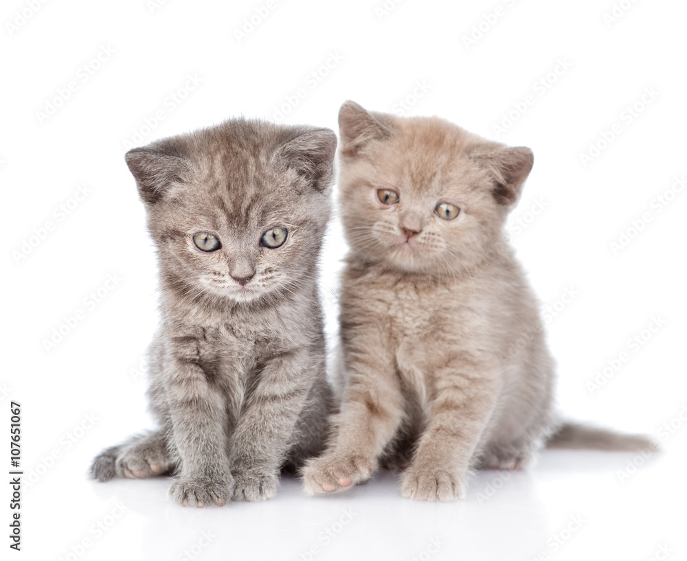 Portrait two cute kittens. isolated on white background