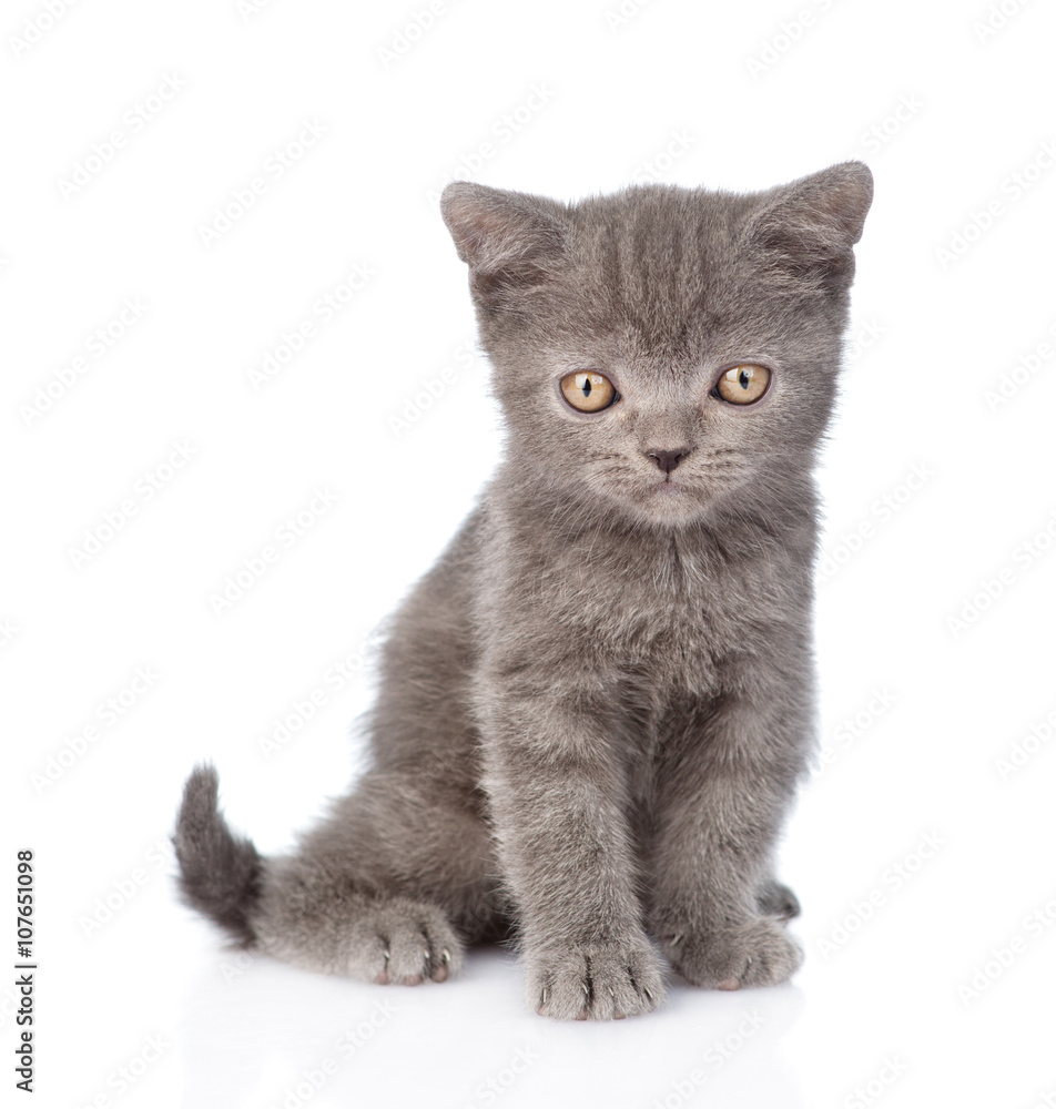Portrait funny tiny gray kitten. isolated on white background