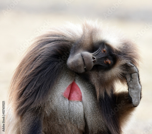 Wallpaper Mural gélada Torontodigital.ca