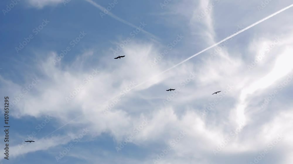 View of several seagull birds flying in blue sky. Trail from an airplane. Summer sunny day. Cloudness View of several seagull birds flying in blue sky. Trail from an airplane. Summer sunny day. Cloudness