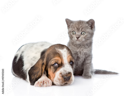 Kitten sitting with basset hound puppy. isolated on white backg