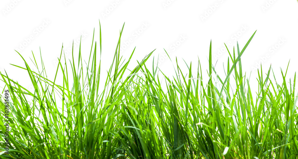 green grass isolated green grass isolated