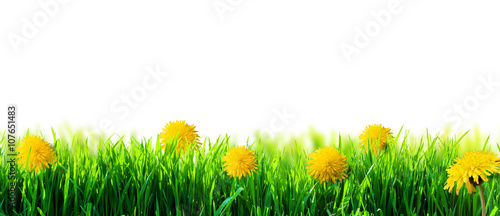 Fototapeta Naklejka Na Ścianę i Meble -  green grass isolated