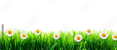 Fototapeta Naklejka Na Ścianę i Meble -  green grass isolated