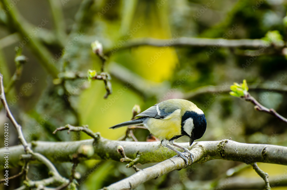 Naklejka premium Kohlmeise im Frühling