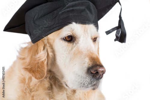 Golden Retriever with graduation cap photo