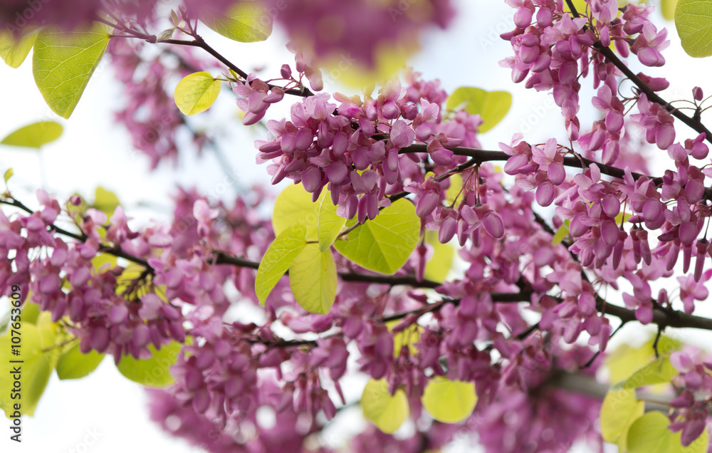 Beautiful pink purple Judas tree blossom branches with soft bokeh Beautiful pink purple Judas tree blossom branches with soft bokeh