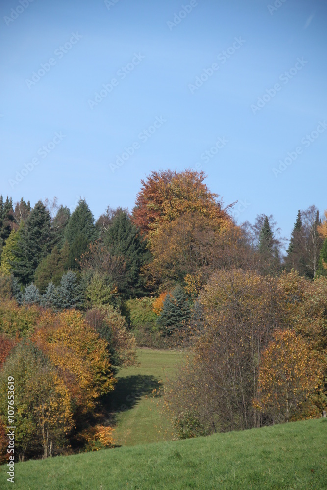 Naklejka premium Wiese in Hügellandschaft im Herbst unter blauem Himmel am Waldrand