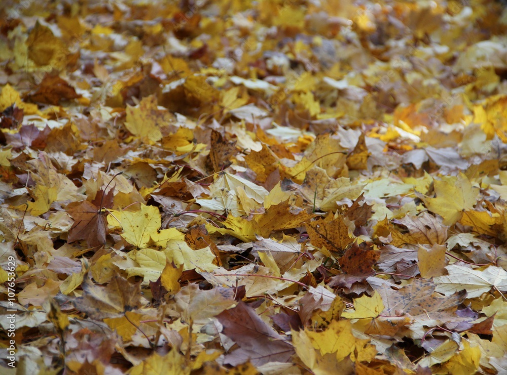 Bunte Blätter im Herbst Bunte Blätter im Herbst