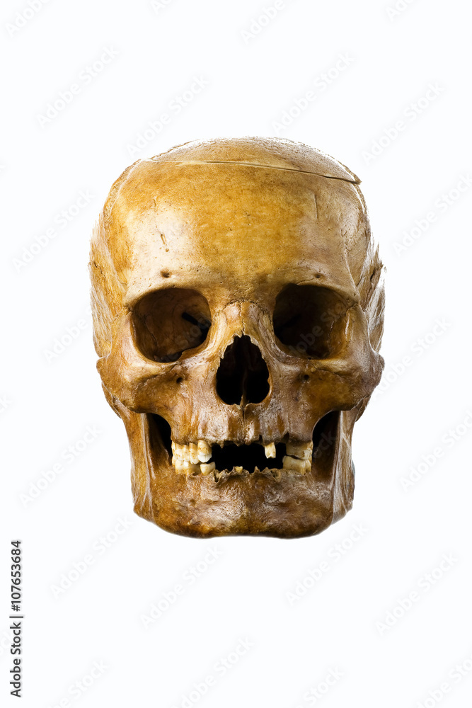 Obraz premium skull isolated on white