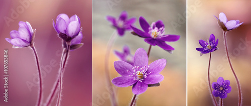 Panel kuchenny z motywem Przylaszczki - hepatica nobilis