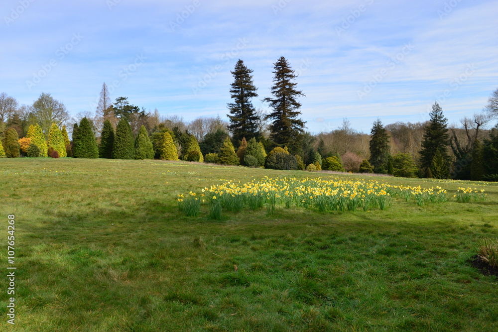 Obraz premium An English country garden in early springtime.