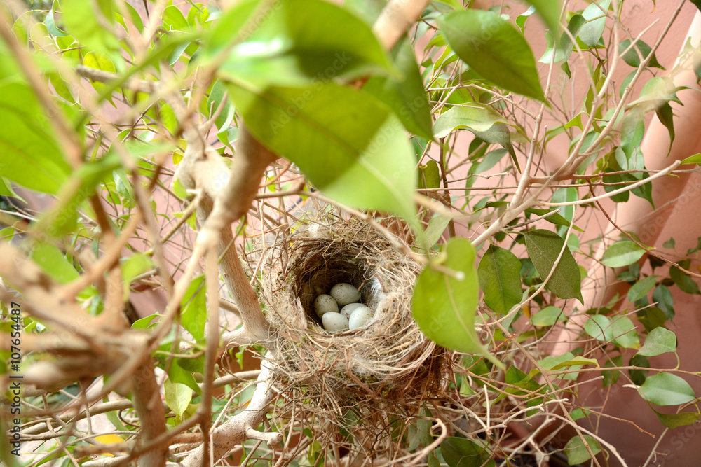 Sparrow eggs/Little sparrow eggs in a nest Sparrow eggs/Little sparrow eggs in a nest