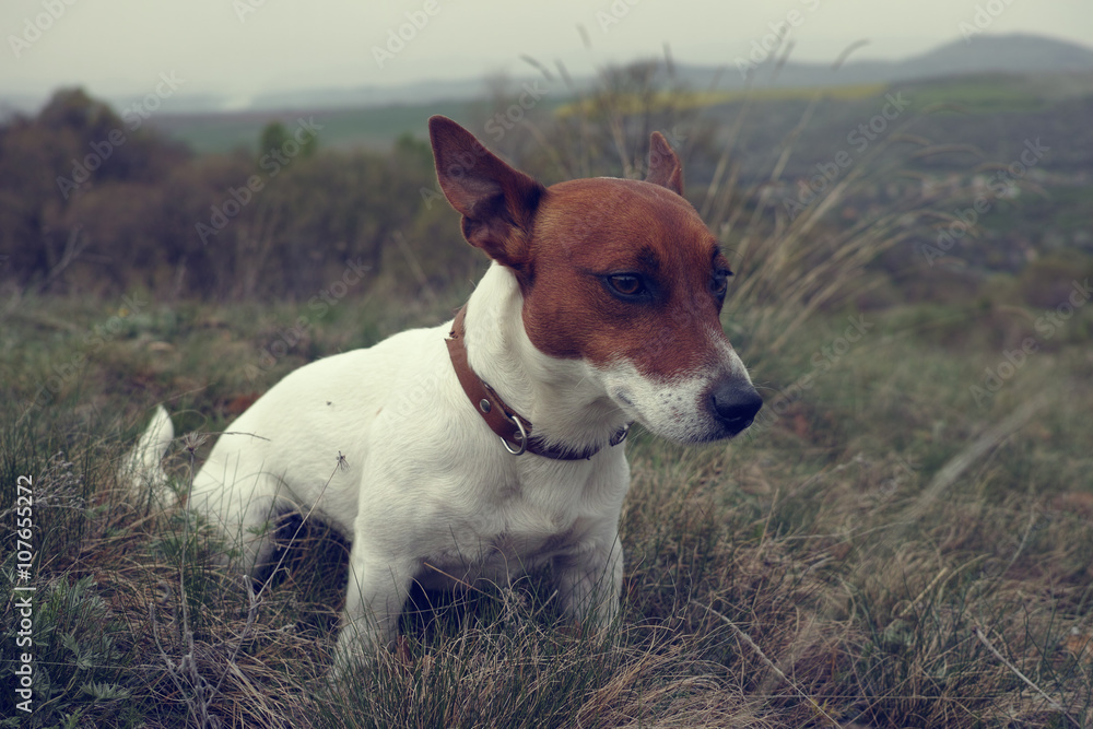 Jack Russell Terrier Jack Russell Terrier