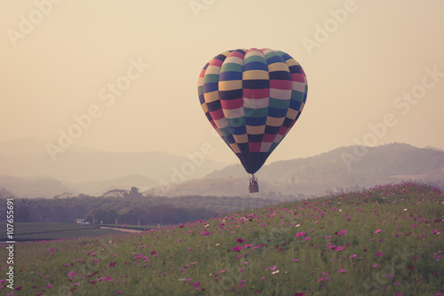 hot air balloon and cosmos flowers field with sunset.