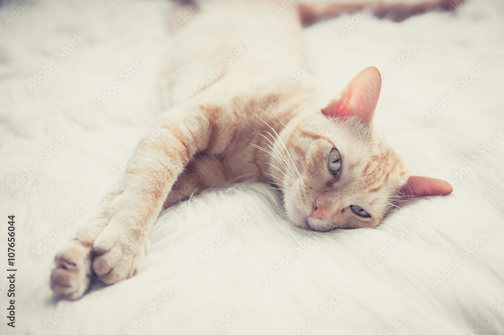 cat sleep on white bed vintage filter background.