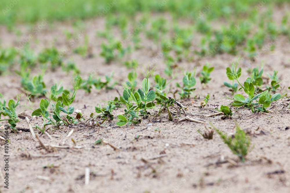 Pea sprout in the spring Pea sprout in the spring