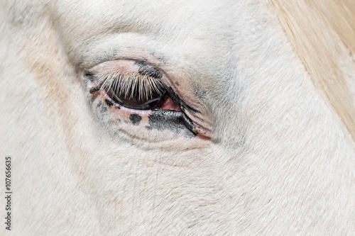 Detail of eye of a horse