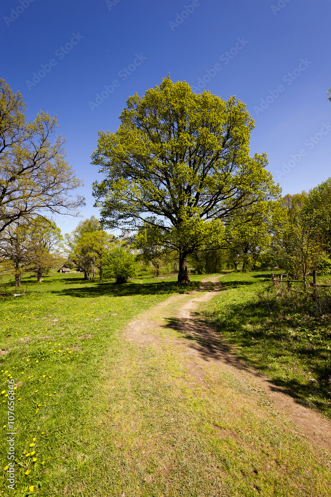 Spring road ,  spring 