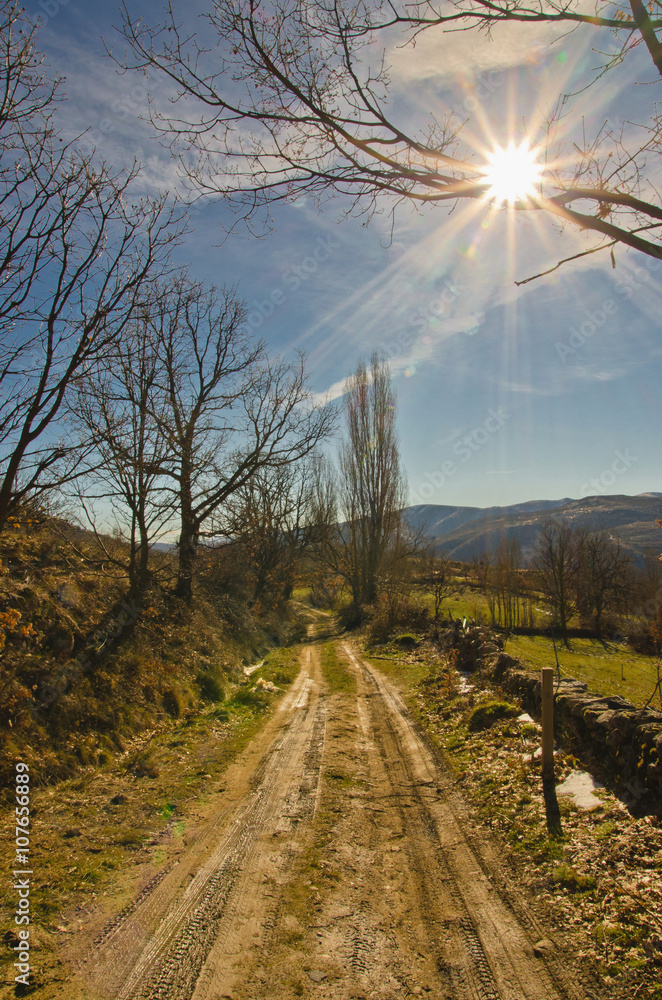 Fototapeta premium Country road in forest