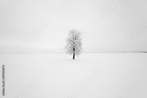 lonely tree ,  snow.