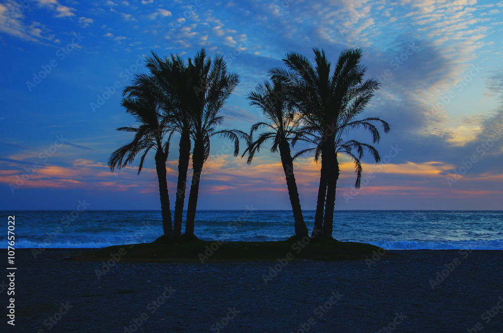 Palms on sandy beach in evening time