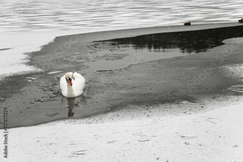 winter season, the snow   photo