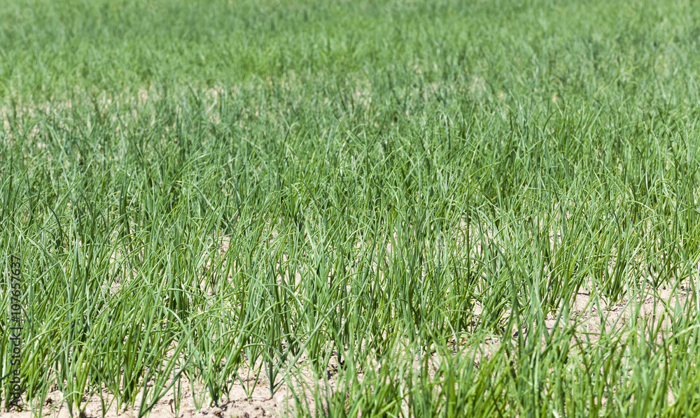 green onions in the field green onions in the field