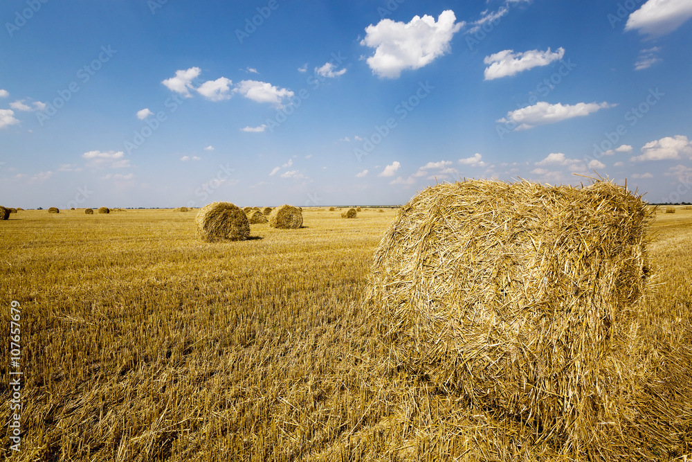 stack of straw in the field  