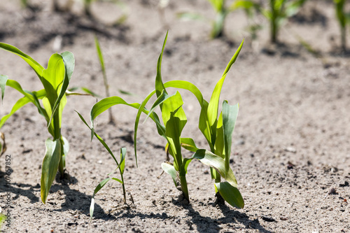 green corn. Spring 