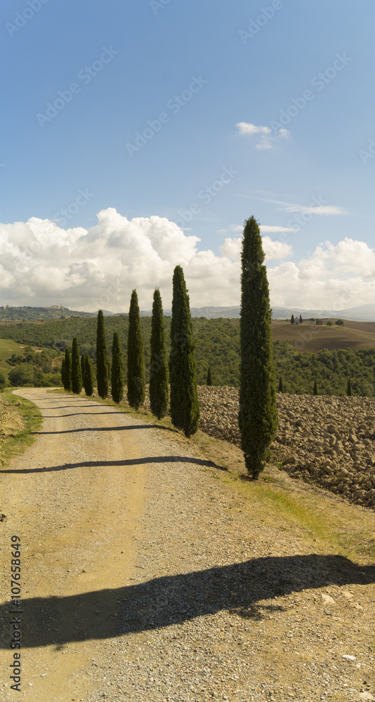 Naklejka premium aleja cyprysów przy drodze