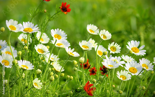 Summer wildflowers